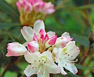 Rhododendron Blossoms- Georgia