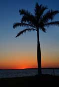 Royal Palm - Ft Myers Beach, Florida