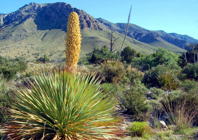 Guadalupe Mountains - Guadalupe Mountains National Park, Texas