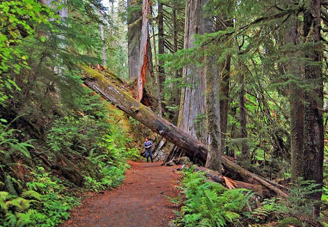 Grove of the Patriarchs - Mount Rainier National Park, Washington