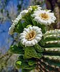 Saguaro Blooms