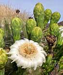 Saguaro Crown in Bloom