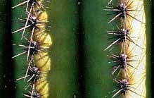Saguaro Spines