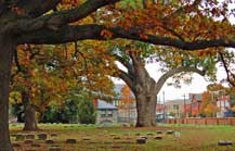 Salem Oak - Friends Burial Ground, Salem, NJ
