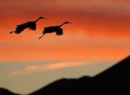 Sandhill Cranes in Flight- Bosque del Apache National Wildlife Refuge, New Mexico