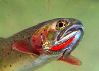 Cutthroat Trout - Yellowstone National Park