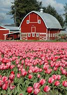 Skagit Valley Tulip Farm - Mount Vernon, Washington