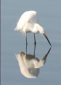 Snowy Egret - Florida