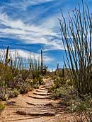 Desert Nature Trail - Saguaro National Park, Tucson, Arizona