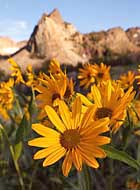 Sundial wildflowers - Uinta-Wasatch-Cache National Forest, Utah