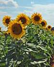 Sunflower Field - Euharlee, Georgia