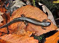 Swift Run Salamander - Snyder Middleswarth Natural Area - Pennsylvania
