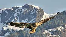 Eagle - Tongass National Forest, Alaska
