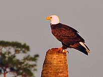 Bald Eagle - Ritch Grissom Memorial Wetlands, Viera, Florida