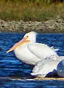 White Pelican - Cedar Keys NWR, Florida