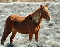 Wild Horse - Nevada