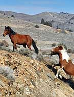 Wild Horses - Nevada