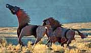Broncos on the Run - Wild Horses Monument