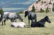 Wild Horses - Pryor Mountain Wilderness