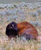 Buffalo - Yellowstone National Park, Wyoming