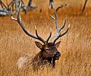 Bull Elk - photo by Tom Blanchard