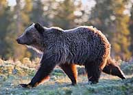 Yellowstone Grizzly - photo courtesy NPS
