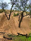 Advancing Dunes - Indiana Dunes National Lakeshore, Michigan City, Indiana