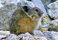 American Pika - John Muir Trail, Fresno County, California