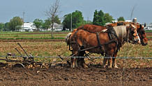 Amish Horsepower