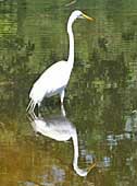 Wading Egret - Assateague Island, Virginia