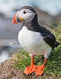 Atlantic Puffin