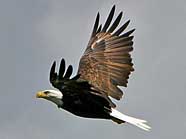 Bald Eagle - Keystone State Park, Pennsylvania