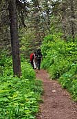 Baring Falls Trail - Glacier National Park, MT