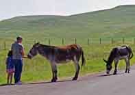 Begging Burros, Custer State Park - Custer, South Dakota