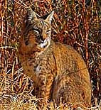 Big Bend Bobcat