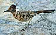 Roadrunner - Big Bend National Park - Texas