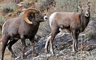 Rocky Mountain bighorn