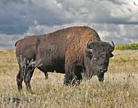 Plains Bison