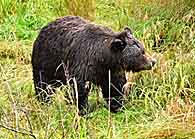 Black Bear - Chugach, Alaska