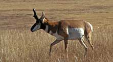 Pronghorn - Black Mesa, Cimarron County, Oklahoma