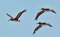 Brown Pelicans in Flight