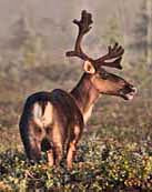 Bull Caribou