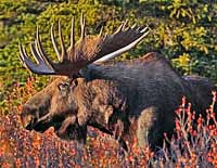 Bull Moose