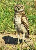 Burrowing Owl - Cape Coral, Florida