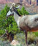 Bighorn Ewe - Colorado National Monument, Grand Junction, Colorado