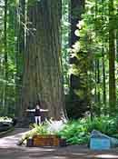 California Redwoods