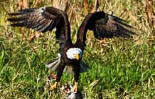 Bald Eagle - Canaveral Marshes, Brevard County, Florida