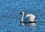 Swan - Cape May Point State Park