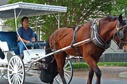 Carriage Tours - Natchez, Mississippi