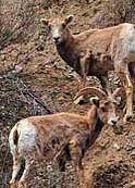 Bighorn Sheep